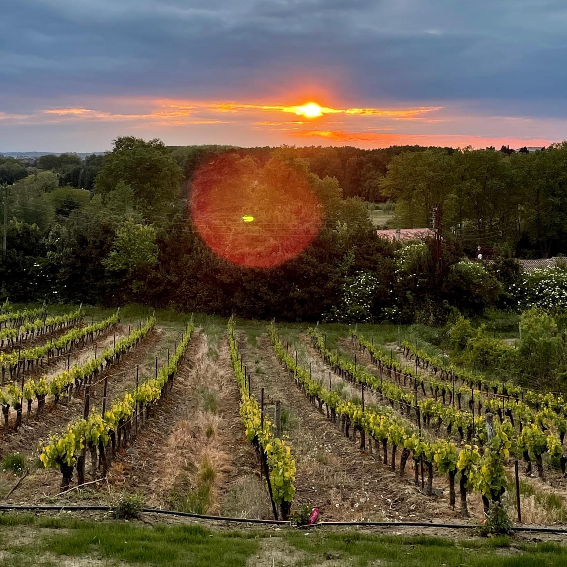 L'Ecrin De La Cite, Coeur De Vignes - Vivez Une Experience Inoubliable ! Carcassonne Buitenkant foto